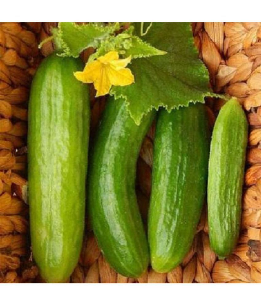     			Recron Seeds - Cucumber Vegetable ( 50 Seeds )