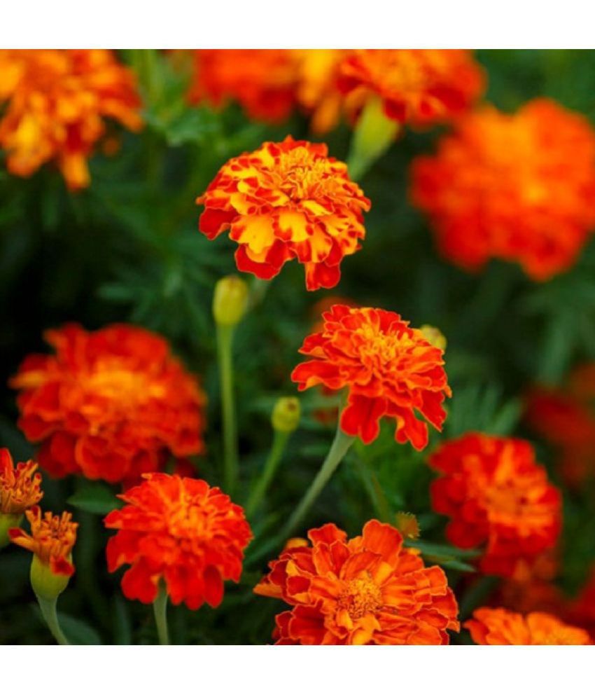     			Recron Seeds - Marigold Flower ( 30 Seeds )
