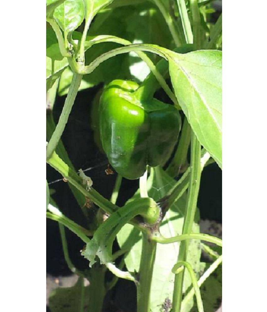     			Jignisha Seeds Green Capsicum Vegetable ( 50 Seeds )