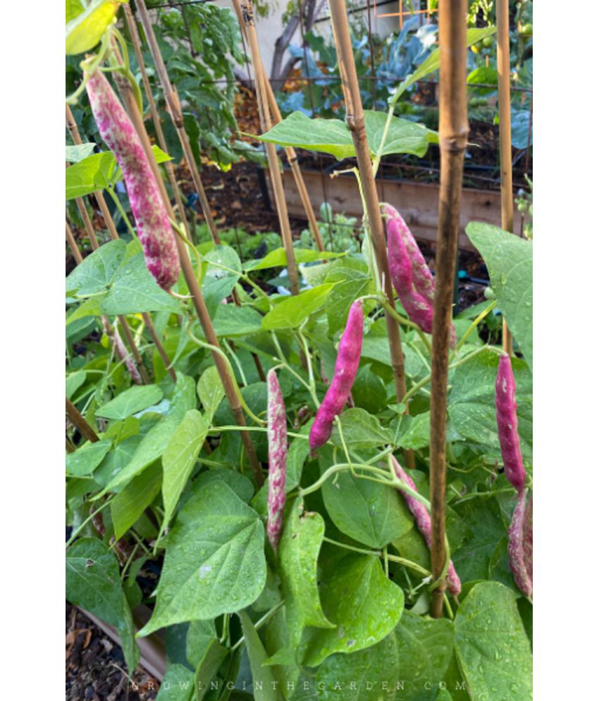     			Recron Seeds French Beans Vegetable ( 15 Seeds )