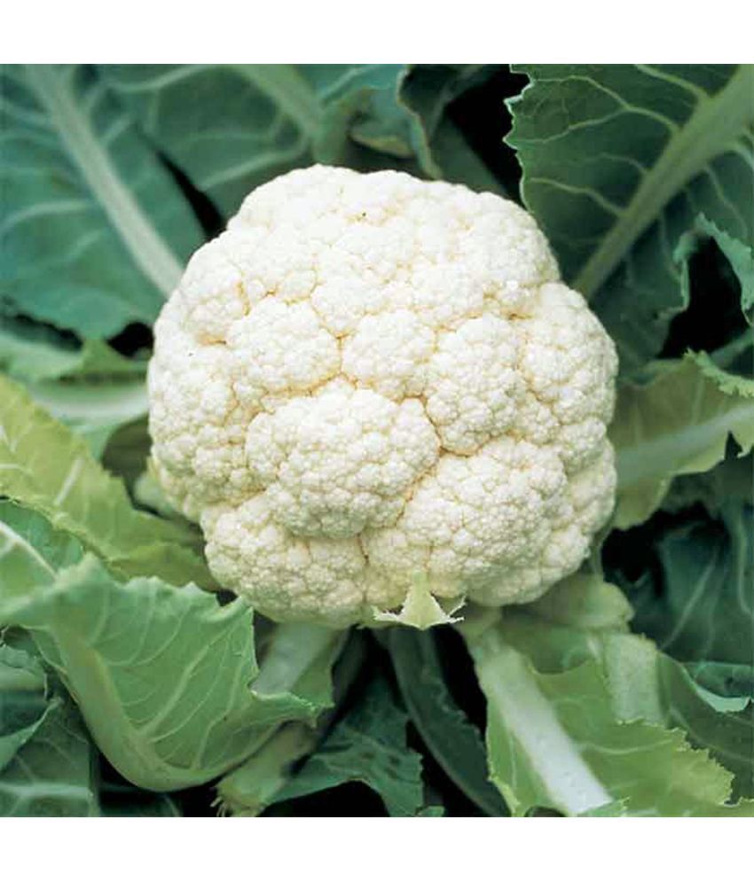     			Jignisha Seeds Cauliflower Vegetable ( 100 Seeds )