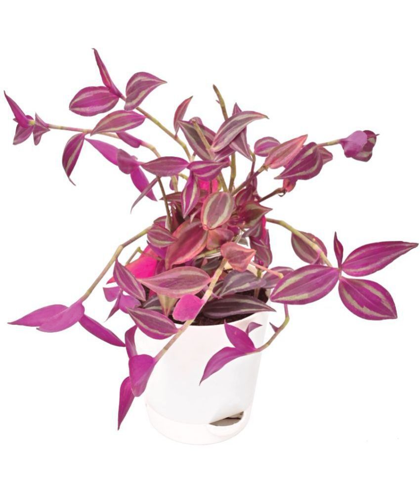     			UGAOO Wandering Jew Natural Live Indoor Plant with Self Watering Pot White