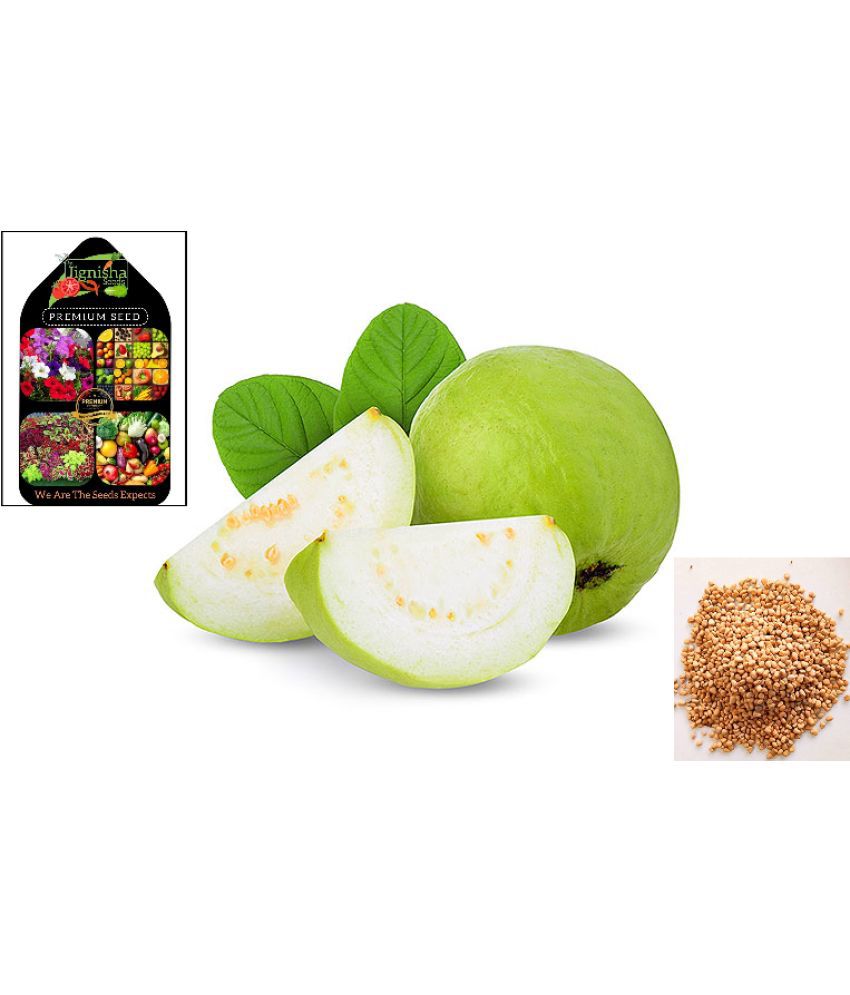     			Jignisha Fashion Guava Fruit ( 100 Seeds )