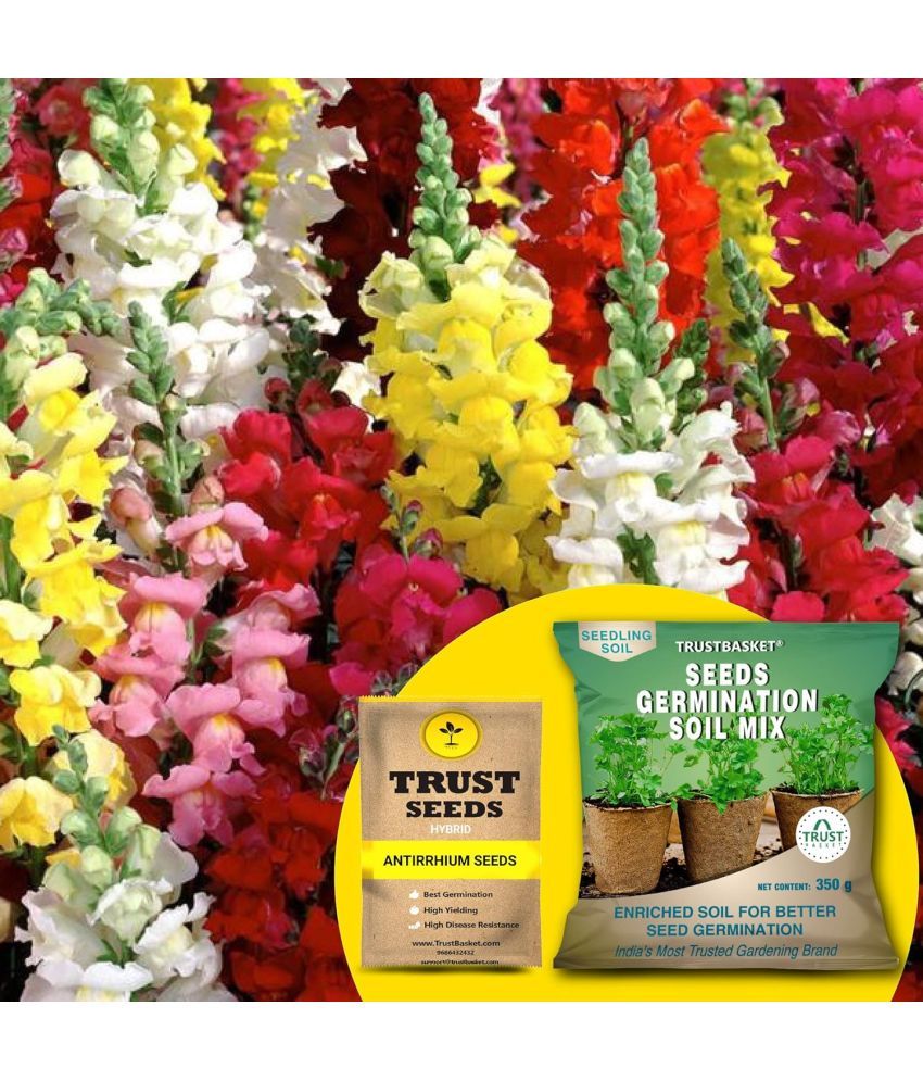     			TrustBasket Antirrhinum Seeds (Hybrid) with Free Germination Potting Soil Mix (20 Seeds)