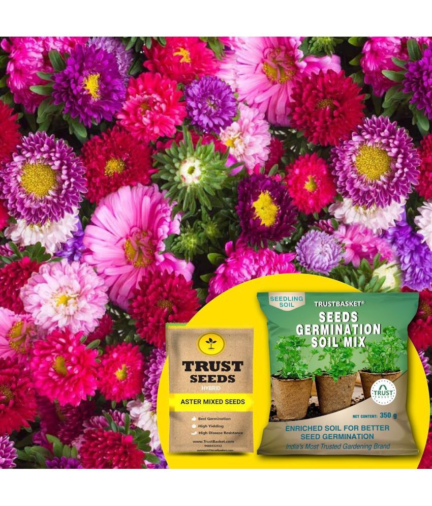     			TrustBasket Aster Mixed Seeds (Hybrid) with Free Germination Potting Soil Mix (20 Seeds)