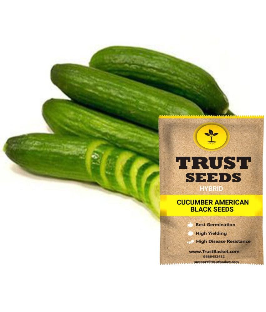     			TrustBasket Cucumber American Black Vegetable Seeds Hybrid (15 Seeds)