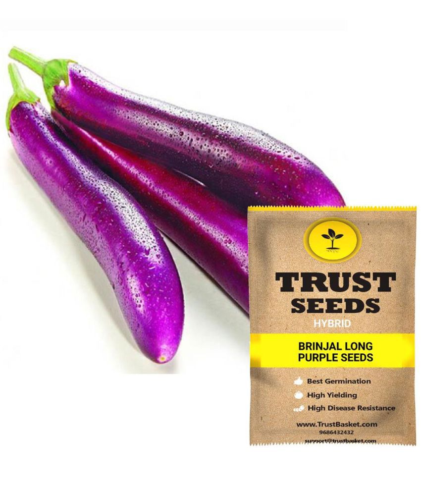     			TrustBasket Brinjal Long Purple Vegetable Seeds Hybrid (15 Seeds)