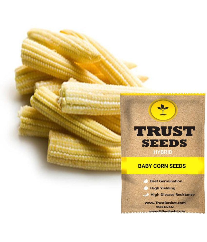     			TrustBasket Baby Corn Vegetable Seeds Hybrid (15 Seeds)