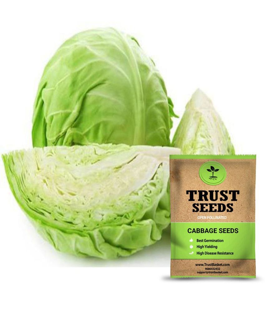    			TrustBasket Cabbage Seeds Open Pollinated (15 Seeds)