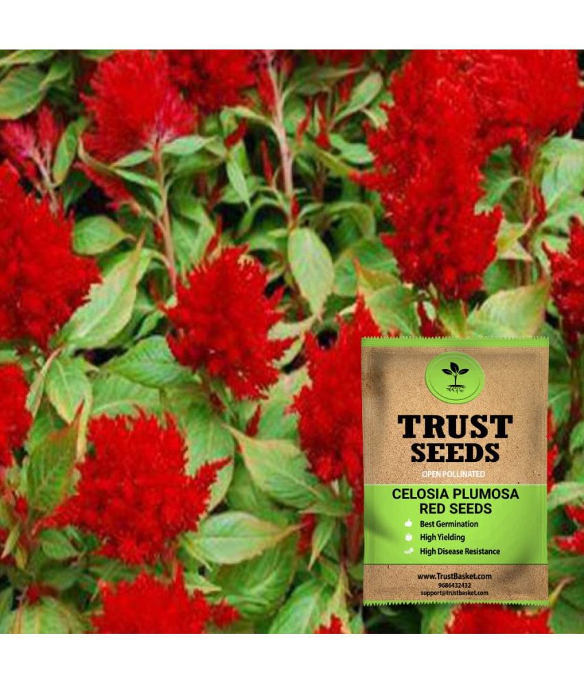     			TrustBasket Celosia Plumosa Red Seeds Op (15 Seeds)