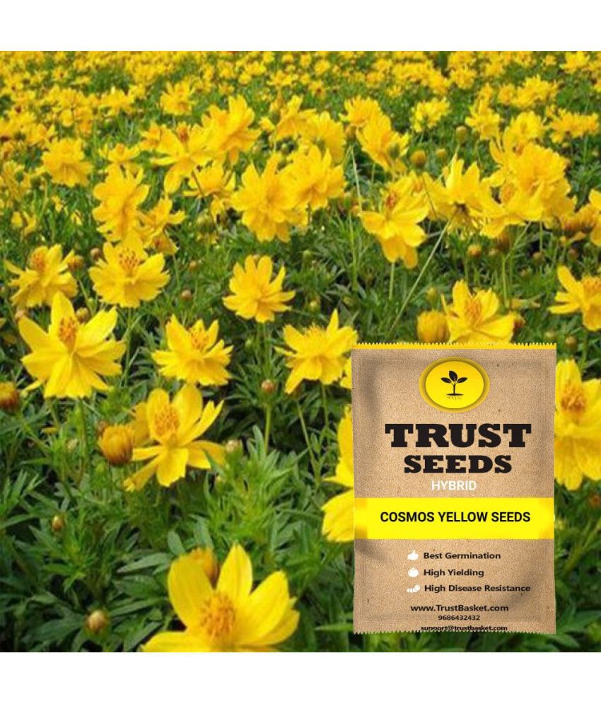     			TrustBasket Yellow Cosmos Flowers Seeds Hybrid (15 Seeds)