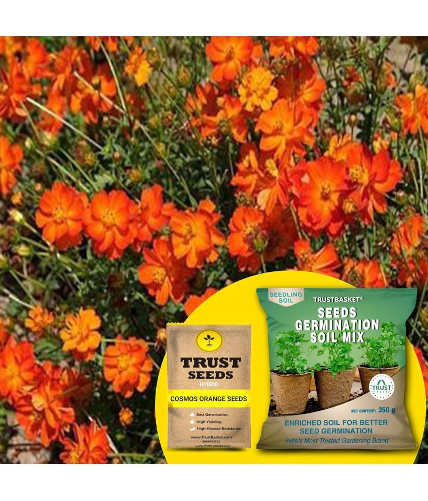     			TrustBasket Cosmos Orange Seeds (Hybrid) with Free Germination Potting Soil Mix (20 Seeds)