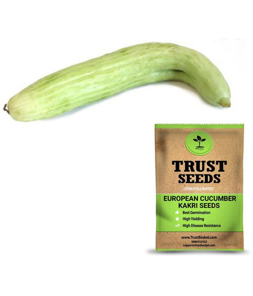     			TrustBasket European Cucumber- Kakri Seeds OP (15 Seeds)