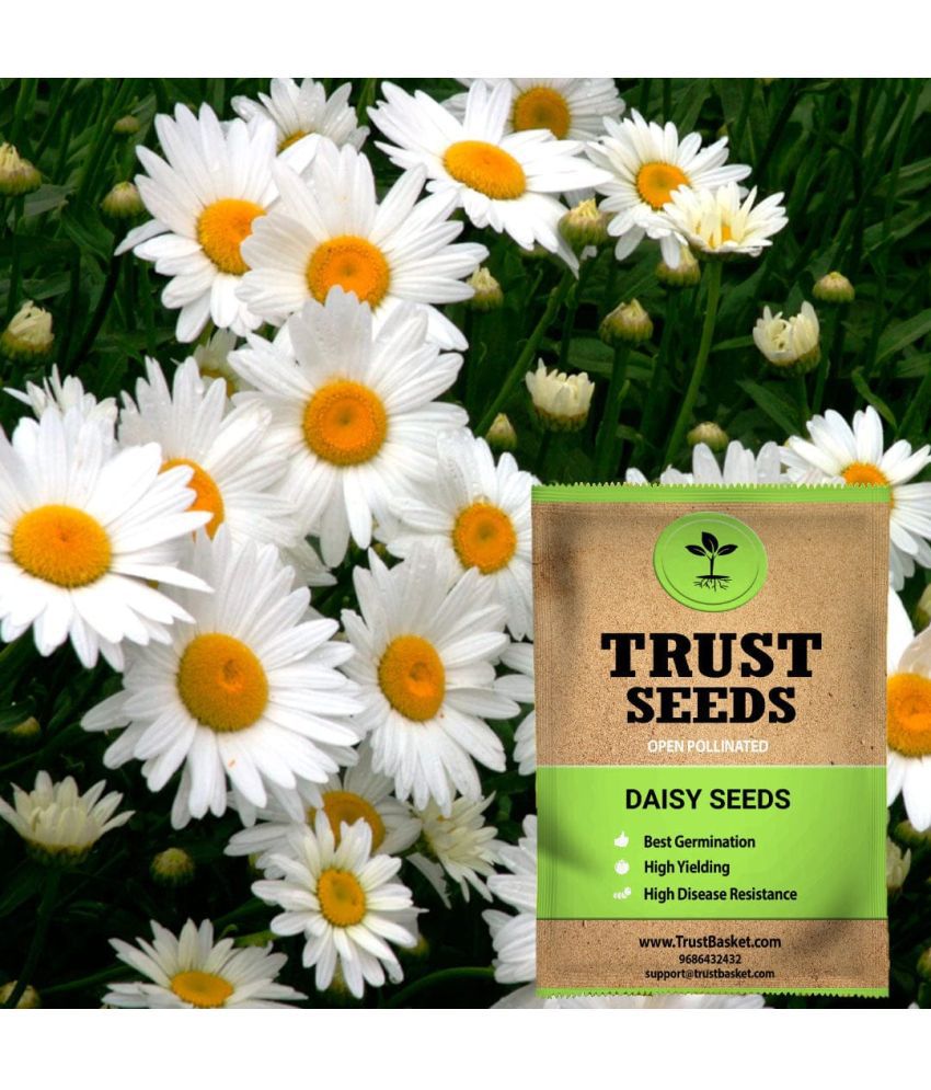     			TrustBasket Daisy Flower Seeds Open Pollinated (15 Seeds)