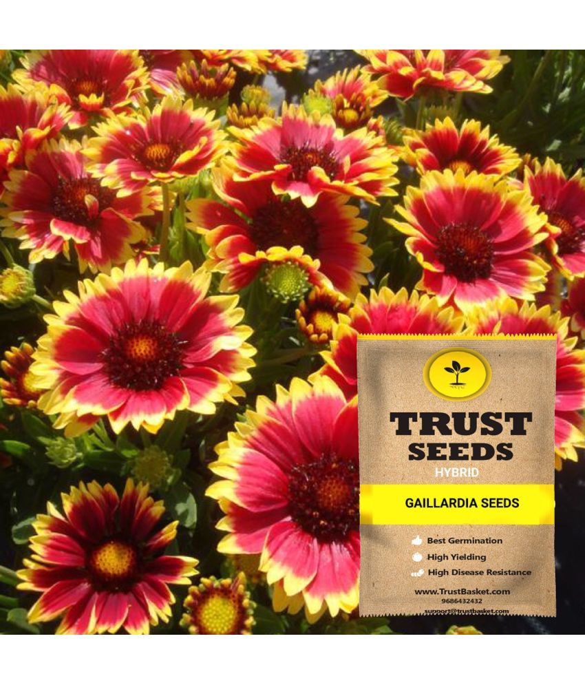     			TrustBasket Gaillardia Flowers Seeds Hybrid (15 Seeds)