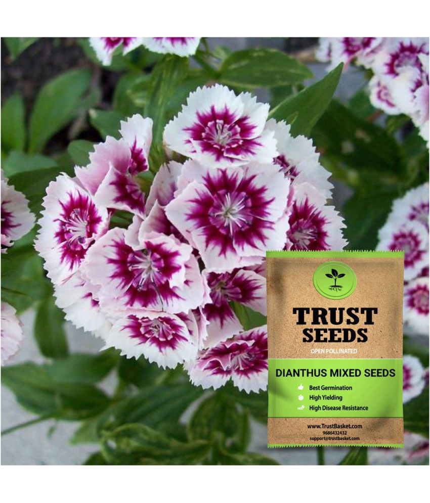     			TrustBasket Dianthus Mixed Seeds OP (15 Seeds)