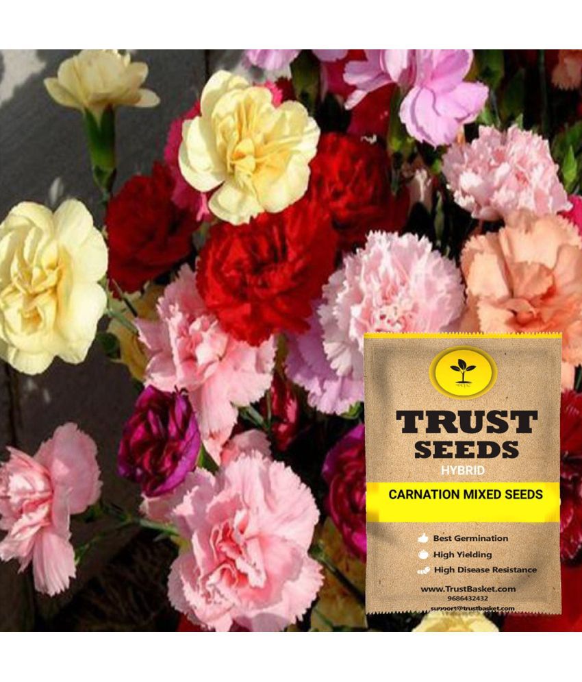     			TrustBasket Carnation Mixed Flowers Seeds Hybrid (15 Seeds)