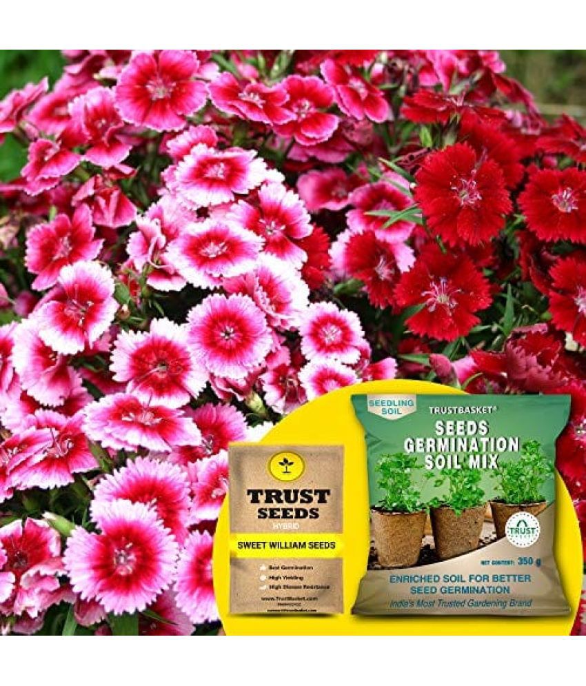     			TrustBasket Sweet William Seeds (Hybrid) with Free Germination Potting Soil Mix (20 Seeds)