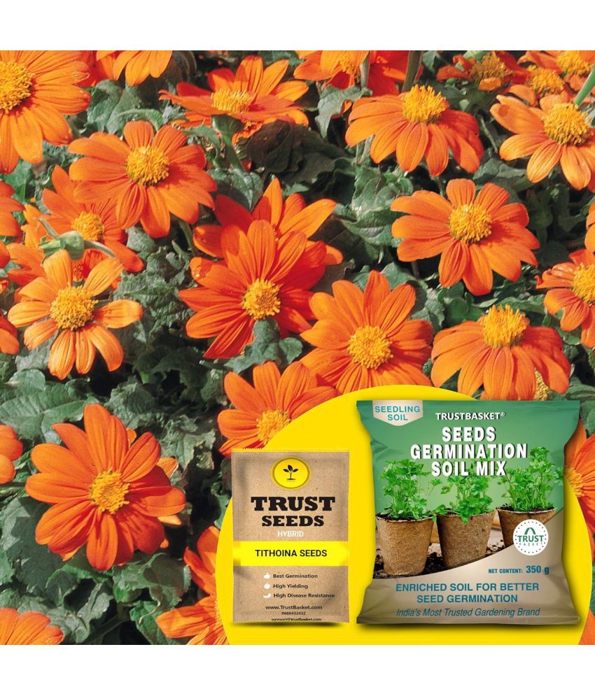     			TrustBasket Tithonia Seeds with Free Germination Potting Soil Mix Hybrid (20 Seeds)