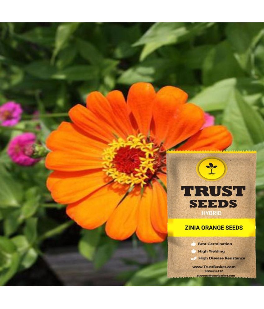     			TrustBasket Zinia Orange Flowers Seeds Hybrid (15 Seeds)