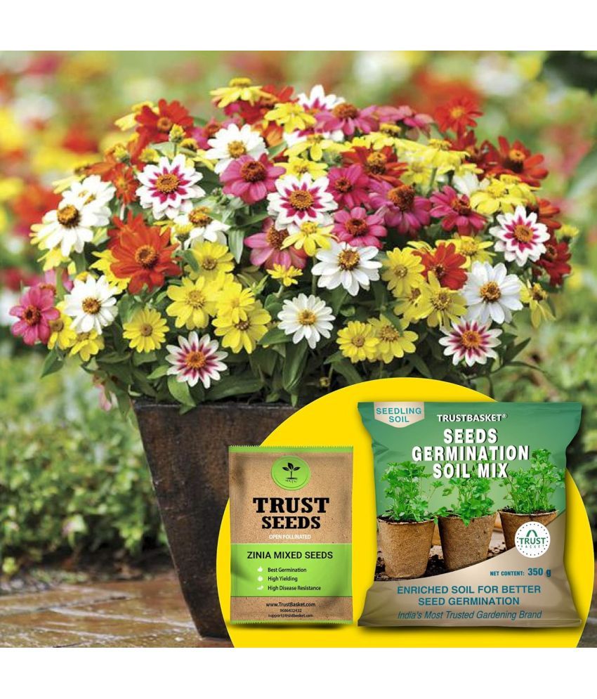     			TrustBasket Zinia Mixed Seeds (OP) with Free Germination Potting Soil Mix (20 Seeds)