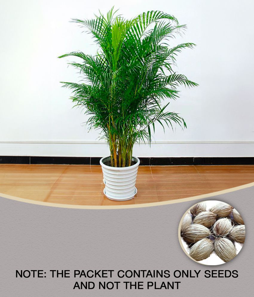     			homeagro - Areca palm Plant ( 5 Seeds )