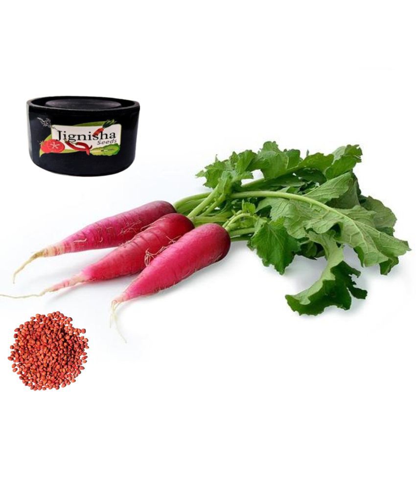     			Jignisha Fashion Radish Vegetable ( 50 Seeds )