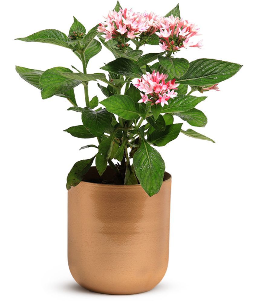     			Dekornest Gold Iron Flower Pot ( Pack of 1 )