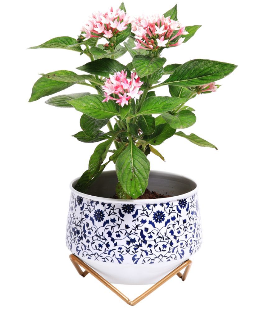     			Dekornest Multicolor Iron Flower Pot ( Pack of 1 )