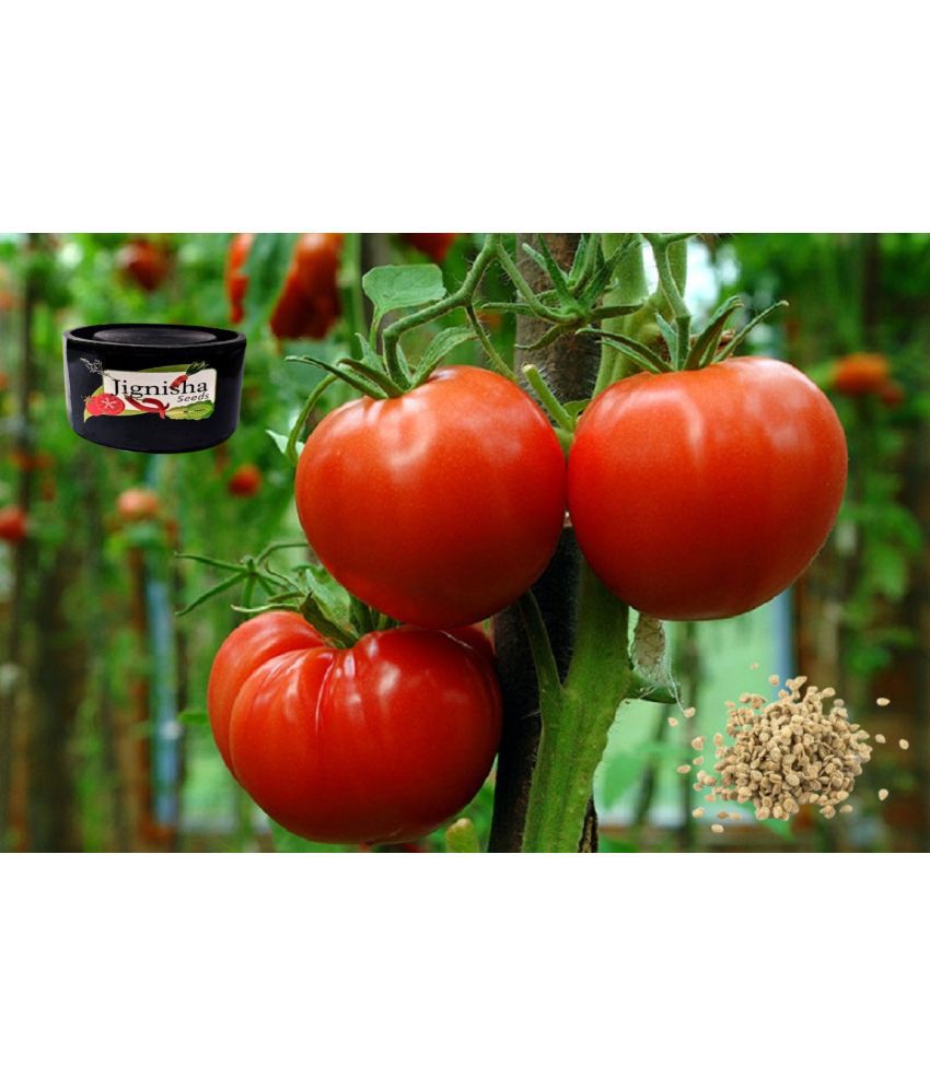     			Jignisha Fashion Tomato Vegetable ( 50 Seeds )