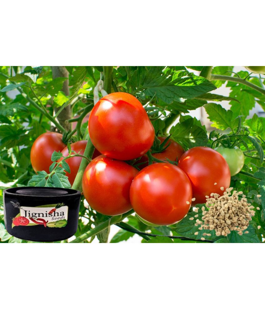     			JignishaFashion Tomato Vegetable ( 50 Seeds )