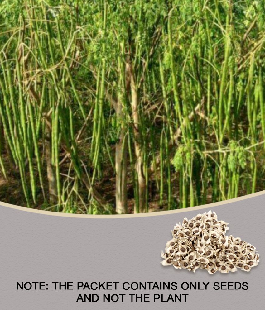     			Hybrid PKM 1 Drumstick/Sajna - Moringa Oleifera Pack of 15 Seeds