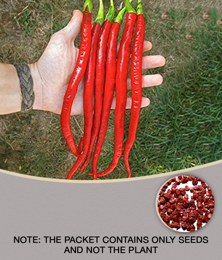     			RED Chilli Long Seed F1 G4 Long Chilli