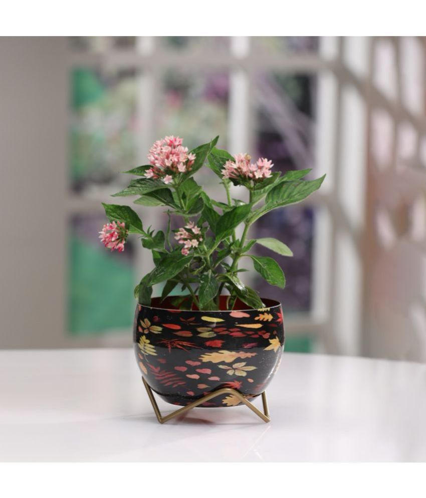     			Dekornest Multicolor Iron Flower Pot ( Pack of 1 )