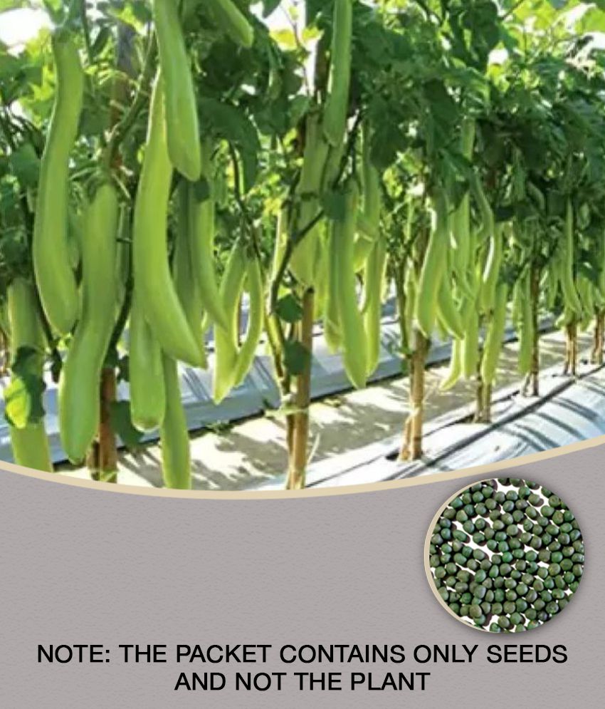     			Recron Seeds - Brinjal Vegetable ( 50 Seeds )