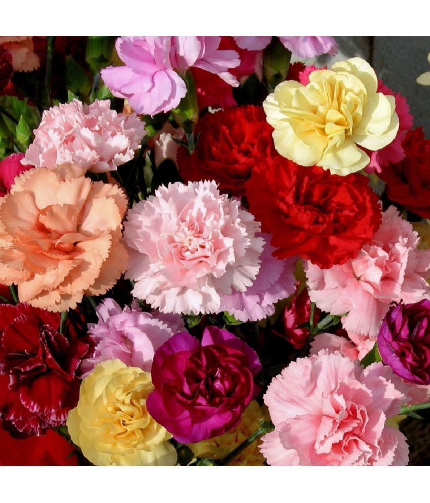     			Jignisha Seeds Carnation Mixed Flower ( 30 Seeds )