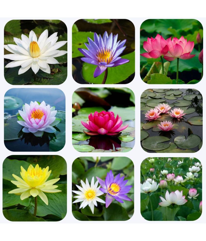     			Jignisha Seeds Lotus Flower ( 15 Seeds )