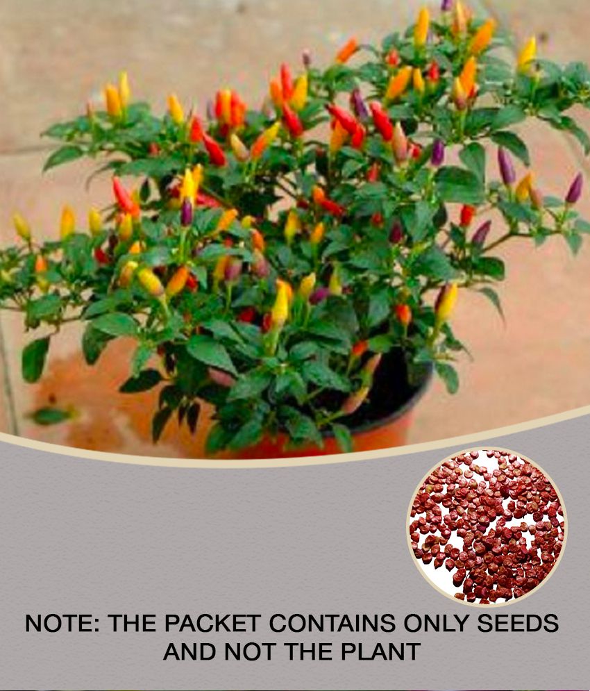     			50+ Thai Hot Chili Pepper Seeds Grown Capsicum frutescens VAR pod Pepper hot Pepper