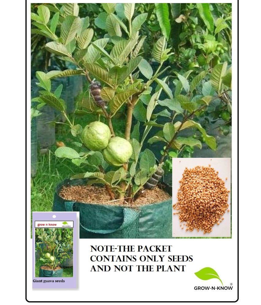     			grow n know Guava Fruit ( 200 Seeds )