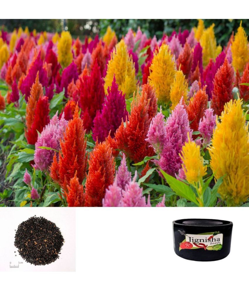     			Jignisha Seeds Celosia Mixed Flower ( 30 Seeds )