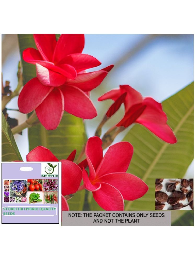     			STOREFLIX Champa Michelia Flower ( 20 Seeds )