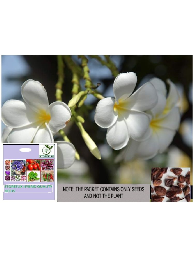     			STOREFLIX Champa Michelia Flower ( 20 Seeds )