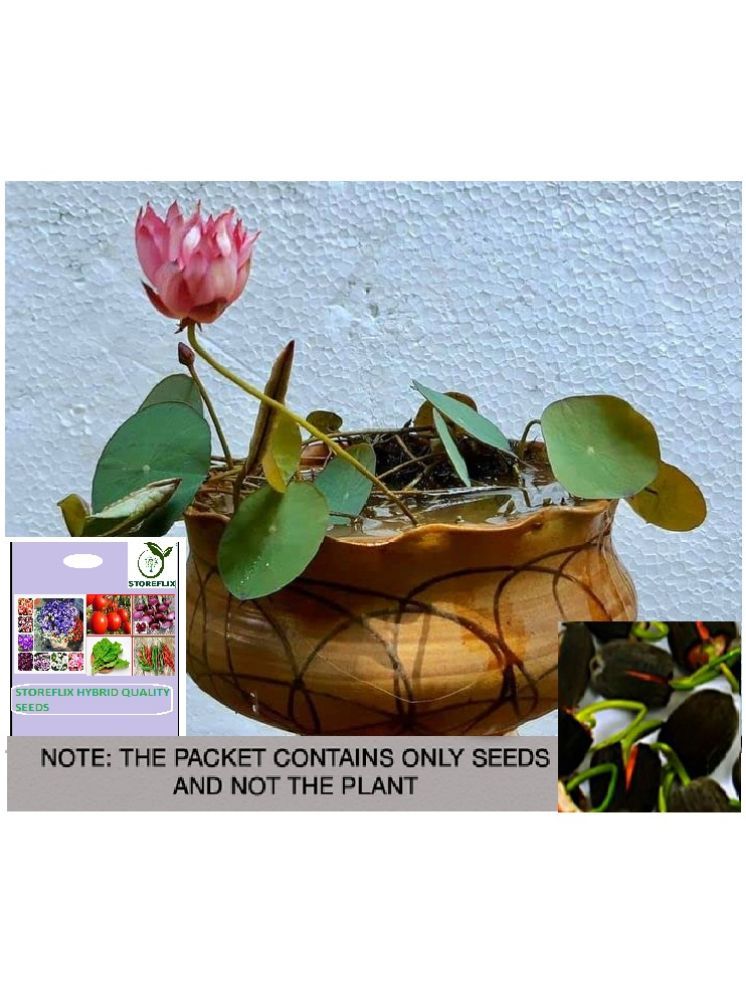     			STOREFLIX Lotus Flower ( 20 Seeds )