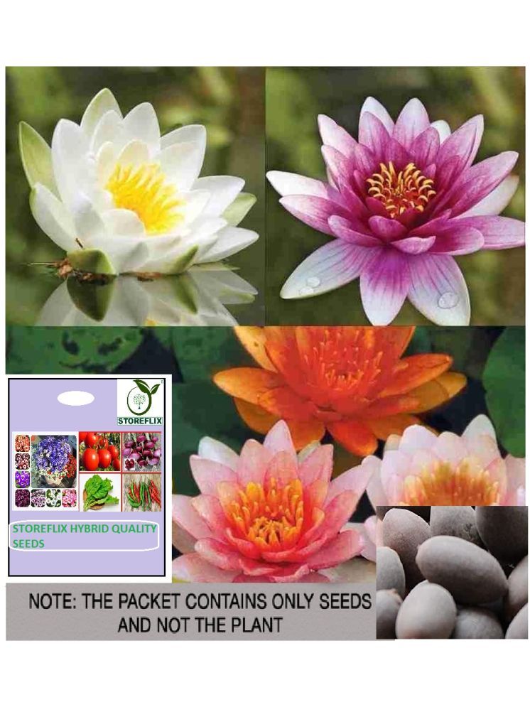     			STOREFLIX Lotus Flower ( 20 Seeds )