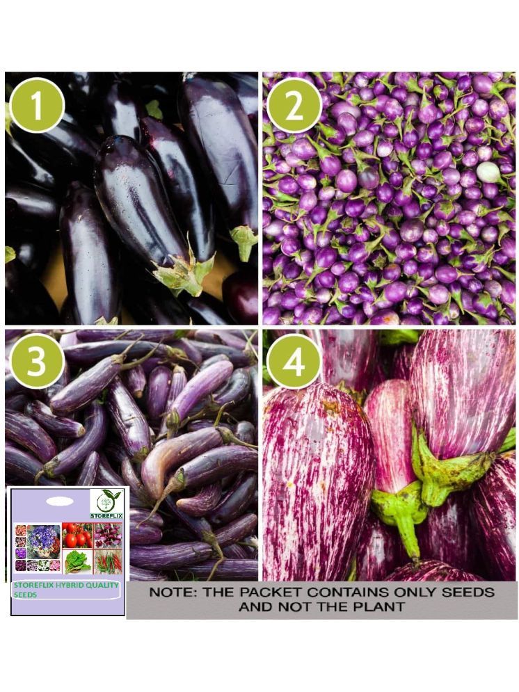     			STOREFLIX Brinjal Vegetable ( 200 Seeds )