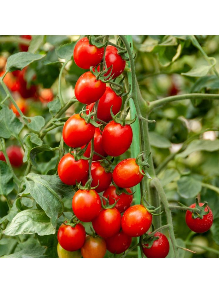     			Jignisha Seeds Cherry Tomato Vegetable ( 50 Seeds )