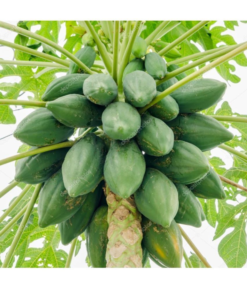     			HN organic seed Papaya Fruit ( 50 Seeds )