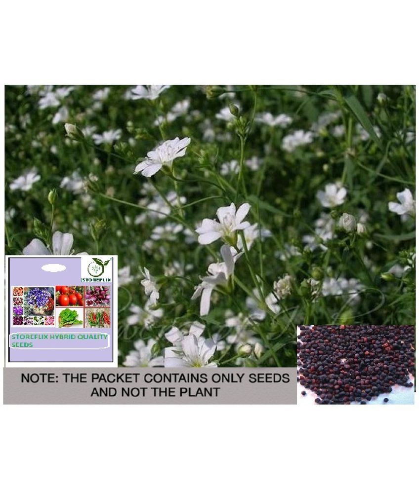     			STOREFLIX Gypsophila Mixed Flower ( 25 Seeds )