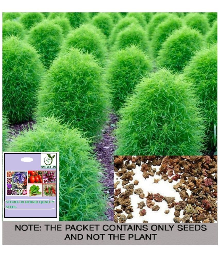     			STOREFLIX Kochia Flower ( 25 Seeds )