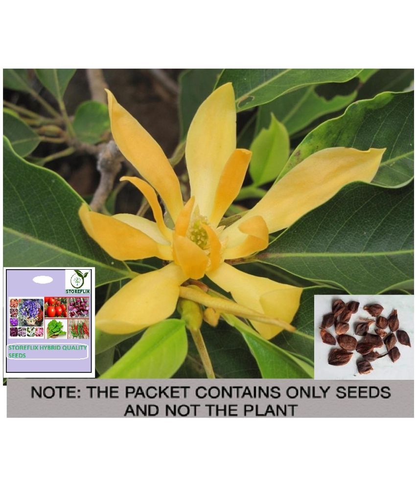     			STOREFLIX Champa Michelia Flower ( 25 Seeds )